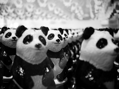 cool pandas